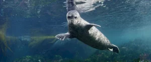 underwater-harbour-seal